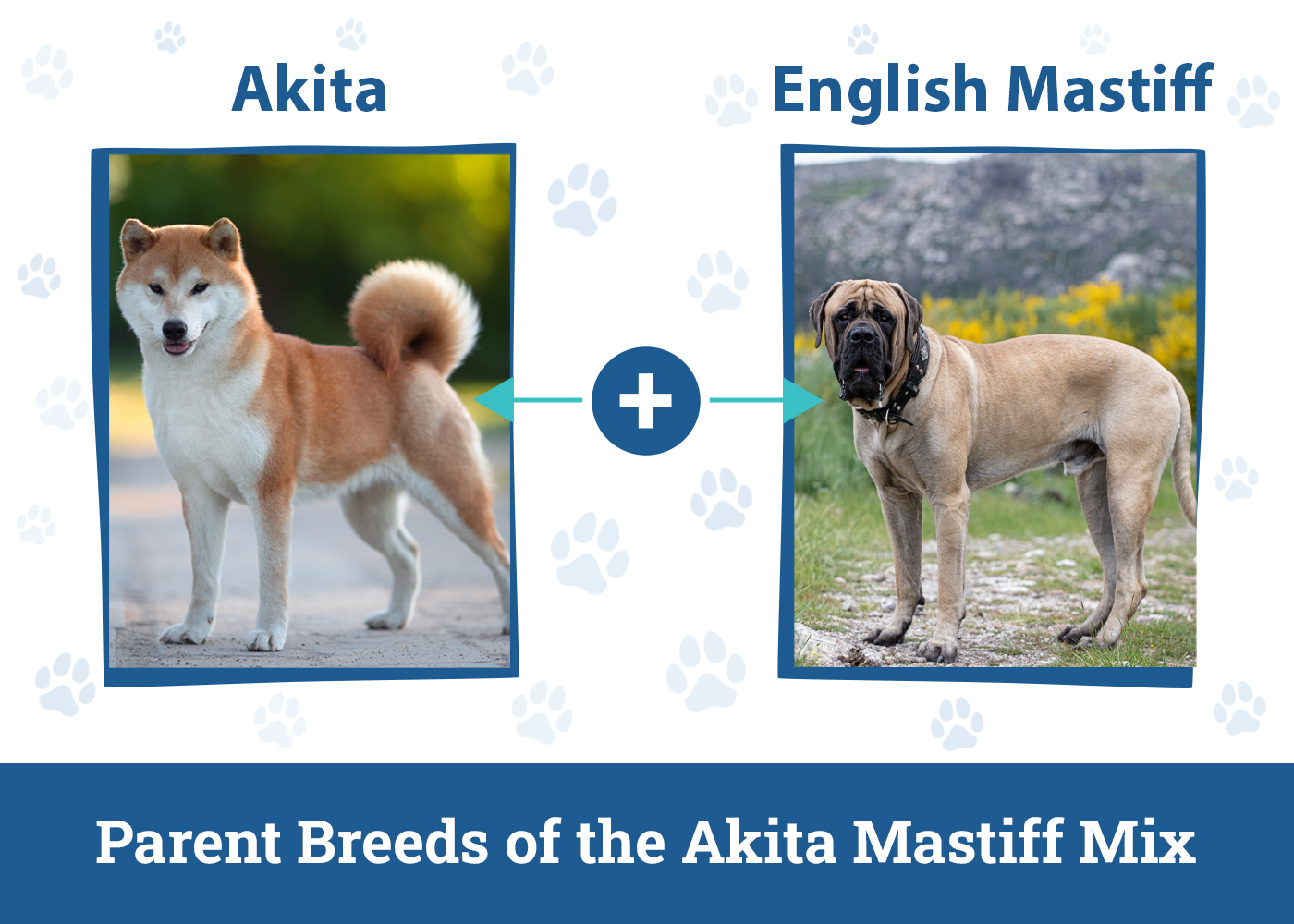 Parent Breeds of the Akita Mastiff Mix