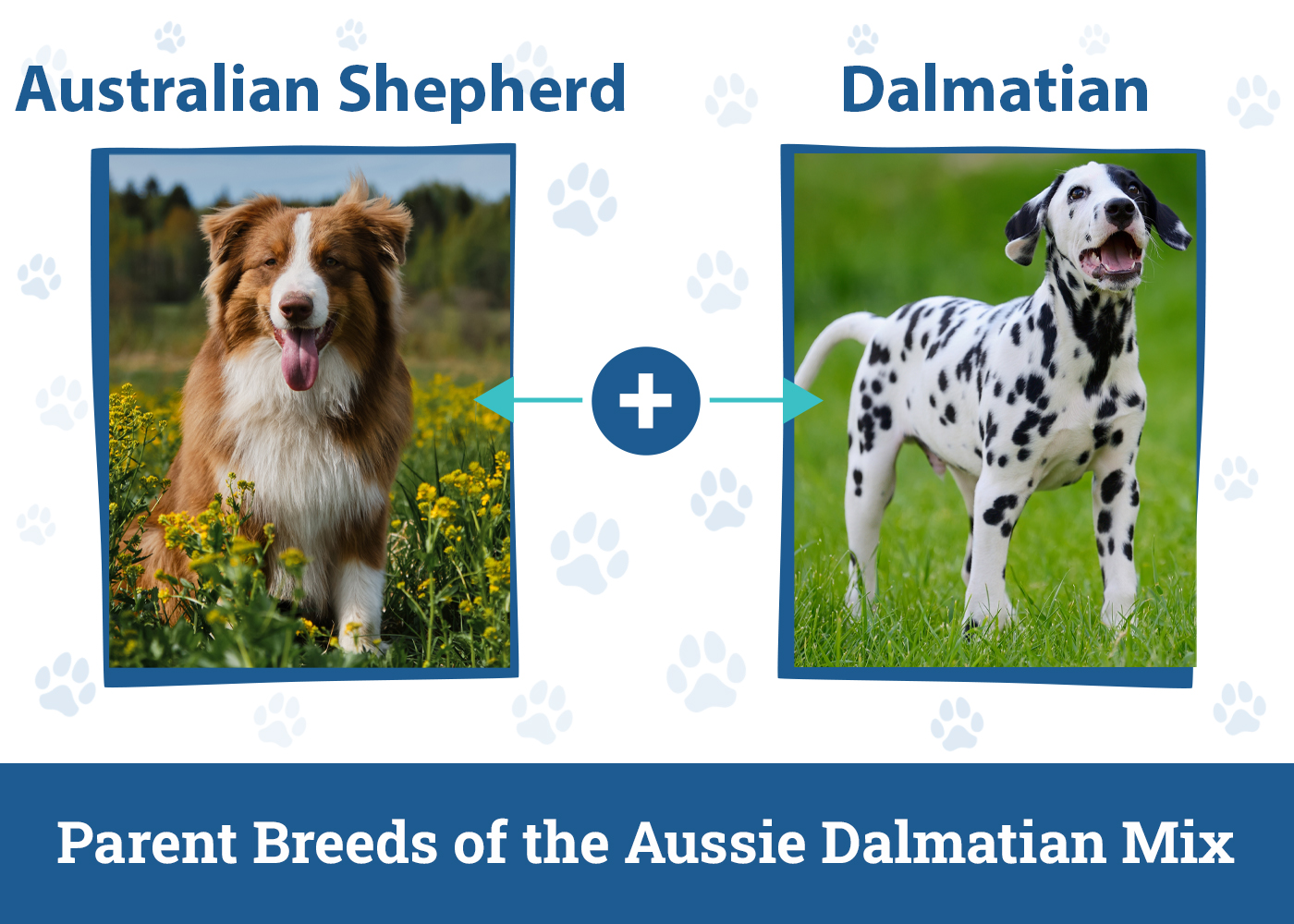 Parent Breeds of the Aussie Dalmatian Mix