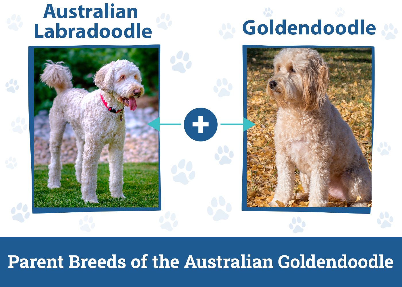 Parent Breeds of the Australian Goldendoodle