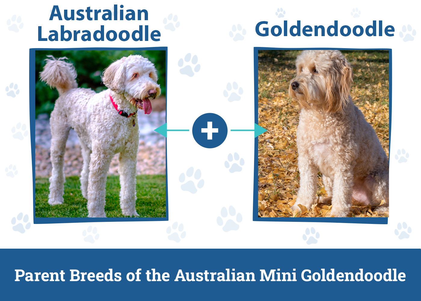 Parent Breeds of the Australian Mini Goldendoodle