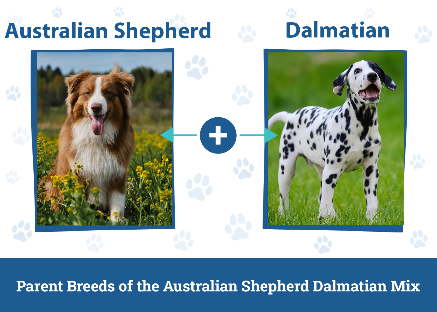 Parent Breeds of the Australian Shepherd Dalmatian Mix