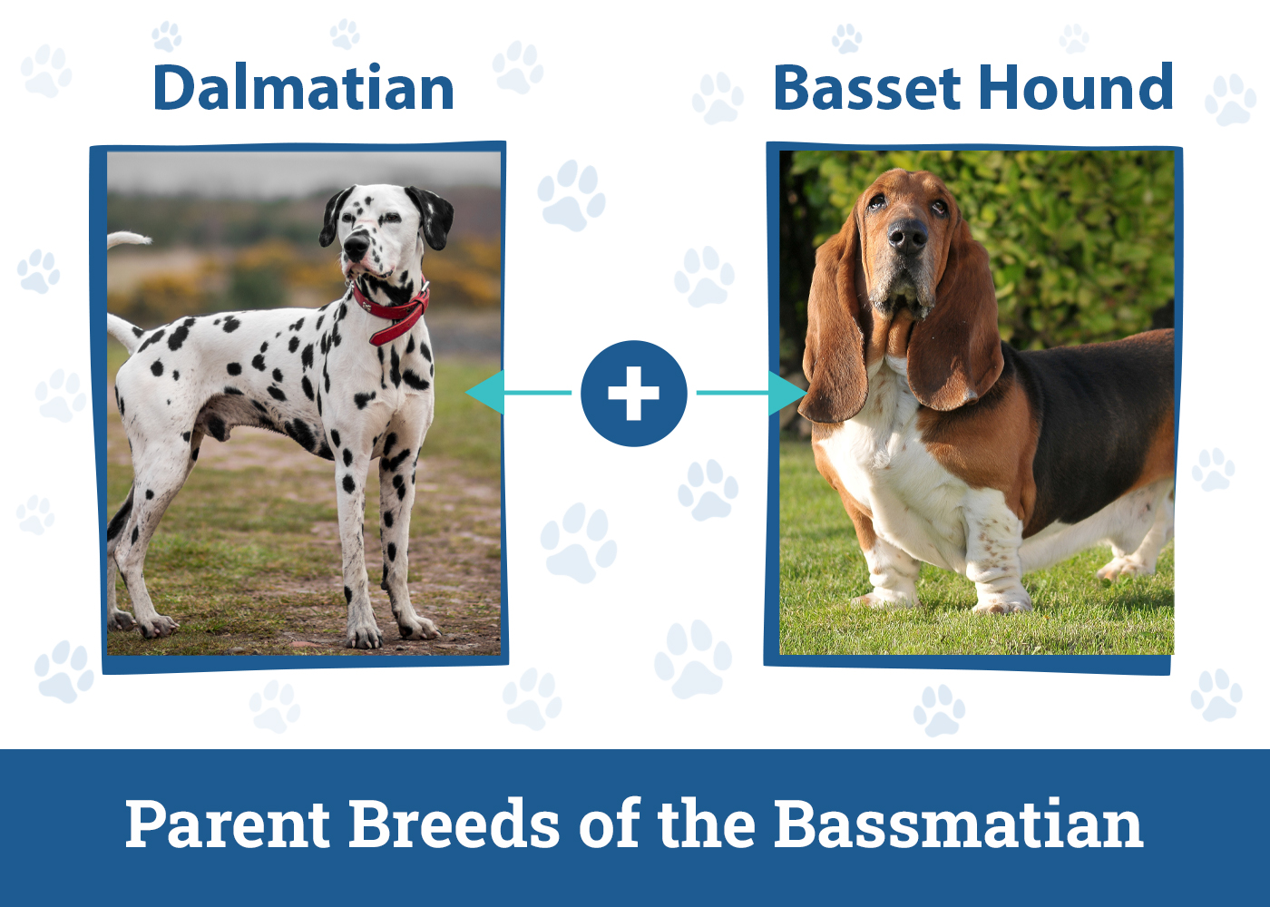 Parent Breeds of the Bassmatian