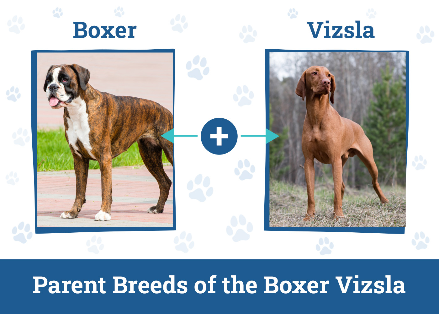 Parent Breeds of the Boxer Vizsla