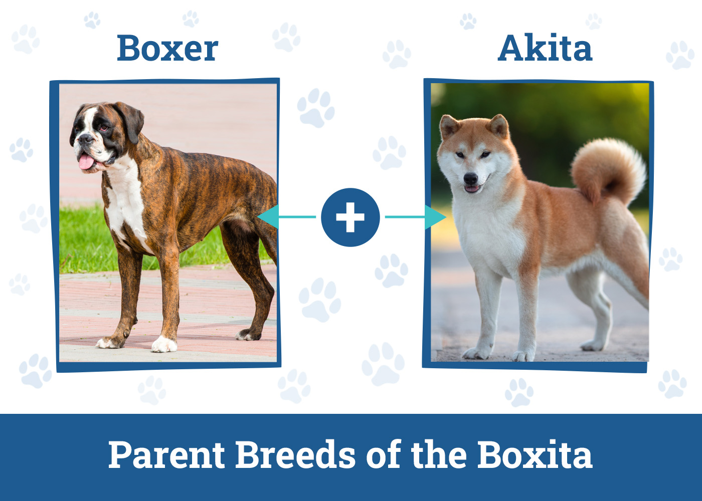 Parent Breeds of the Boxita