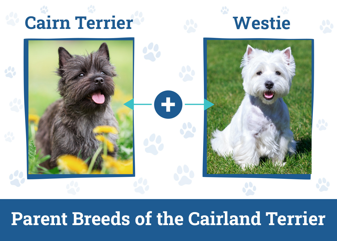 Parent Breeds of the Cairland Terrier