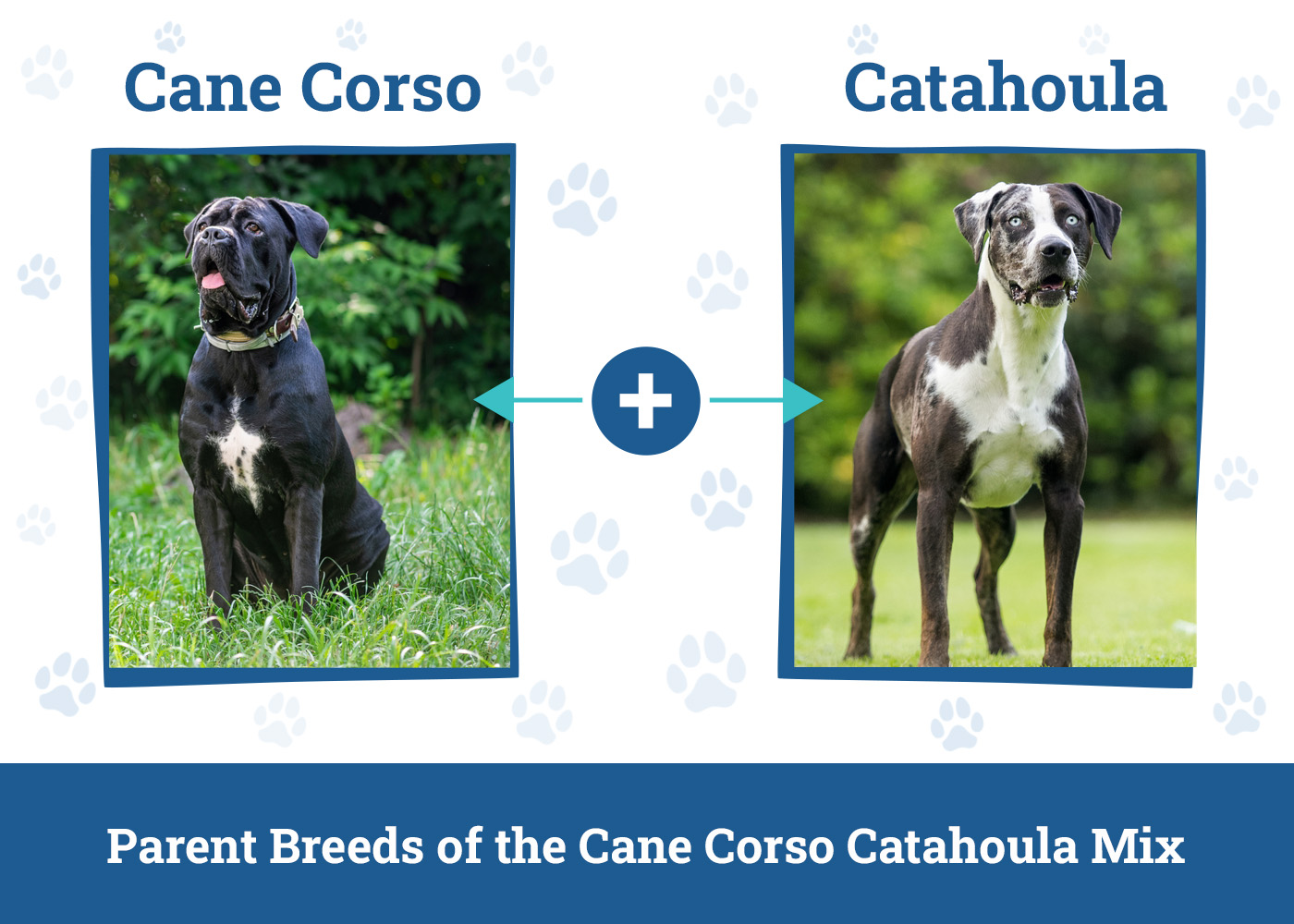 Parent Breeds of the Cane Corso Catahoula Mix