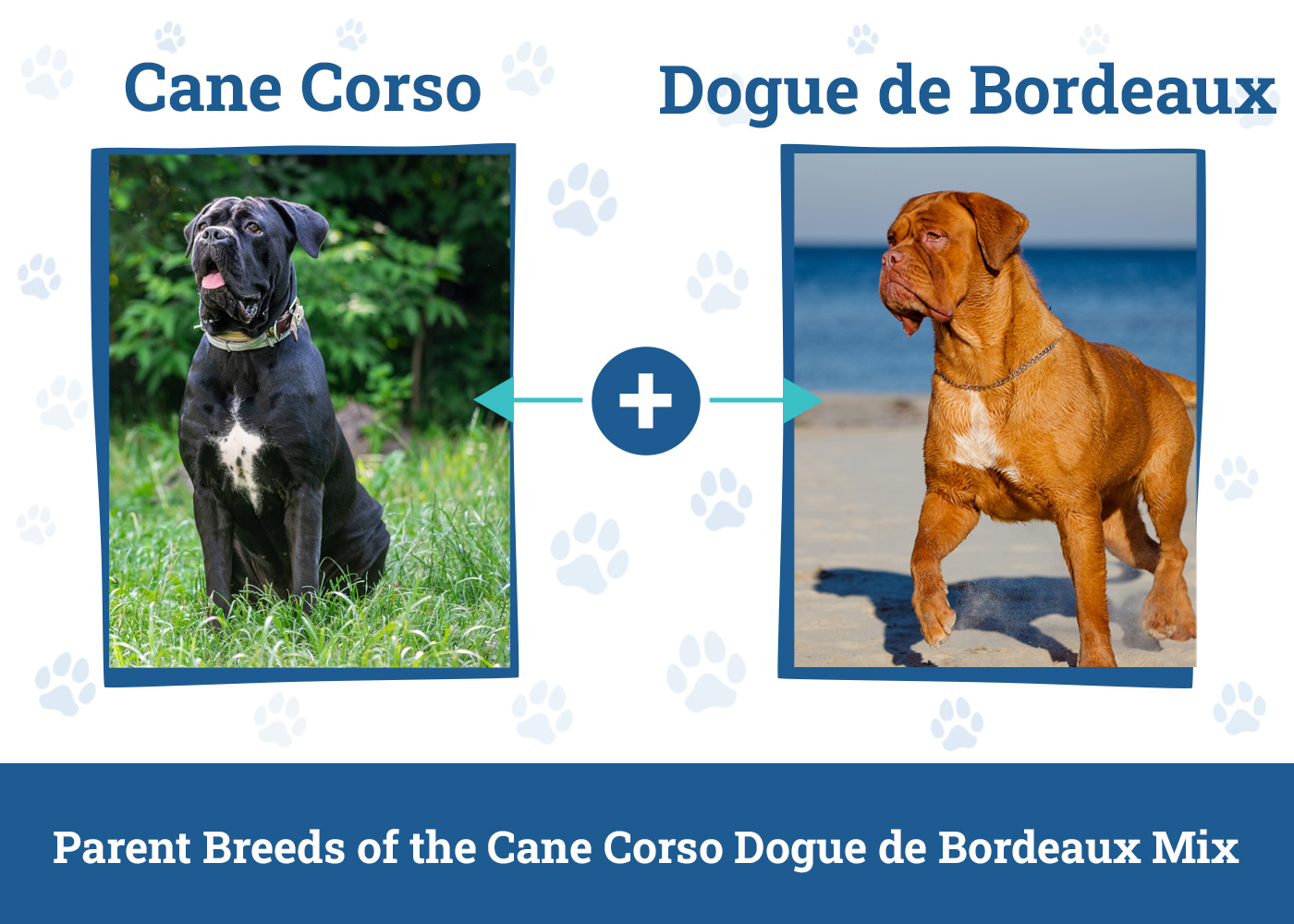 Parent Breeds of the Cane Corso Dogue de Bordeaux Mix