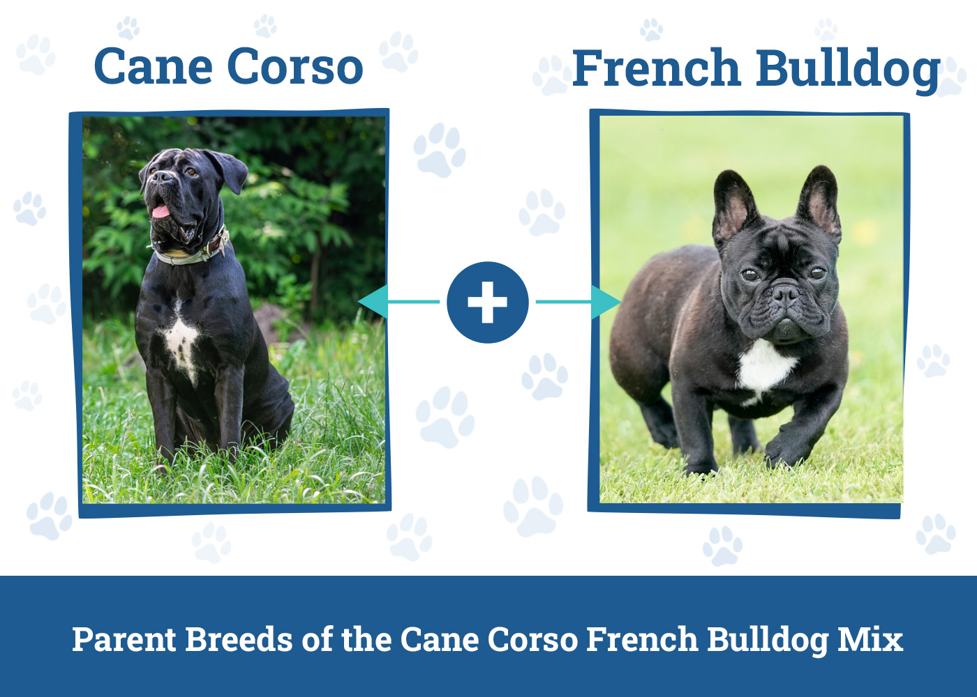 Parent Breeds of the Cane Corso French Bulldog Mix