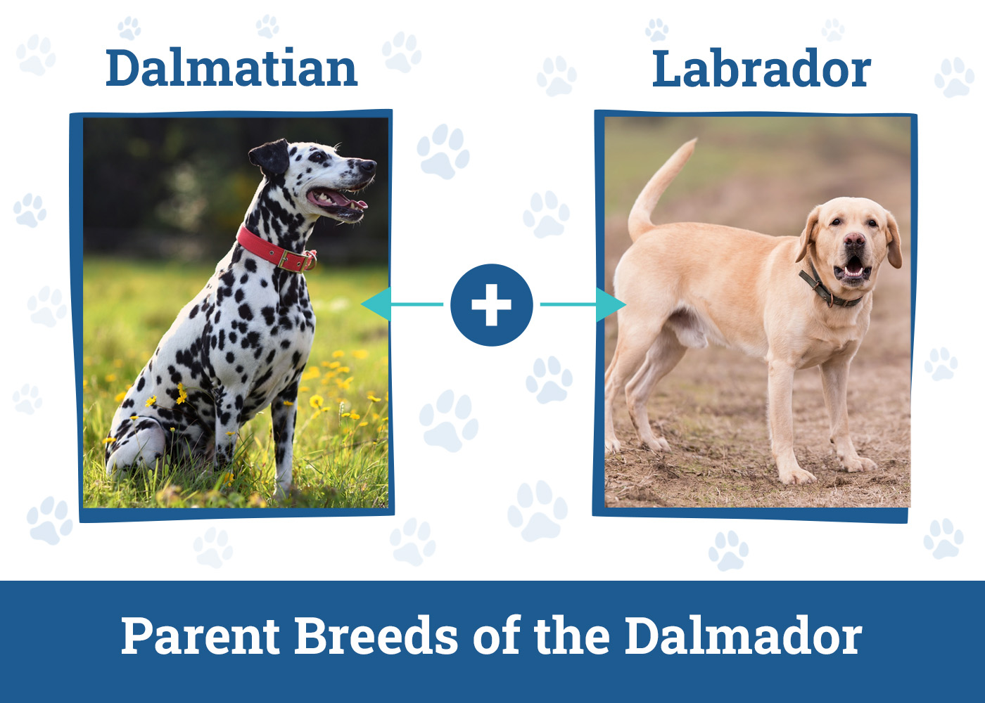 Parent Breeds of the Dalmador