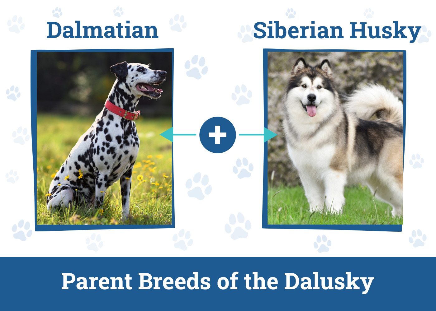 Parent Breeds of the Dalusky