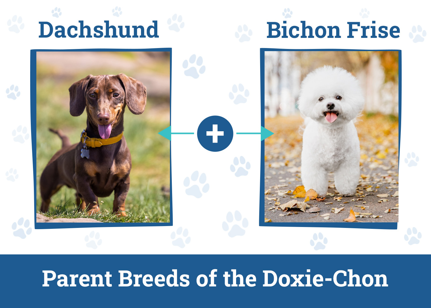 Parent Breeds of the Doxie-Chon