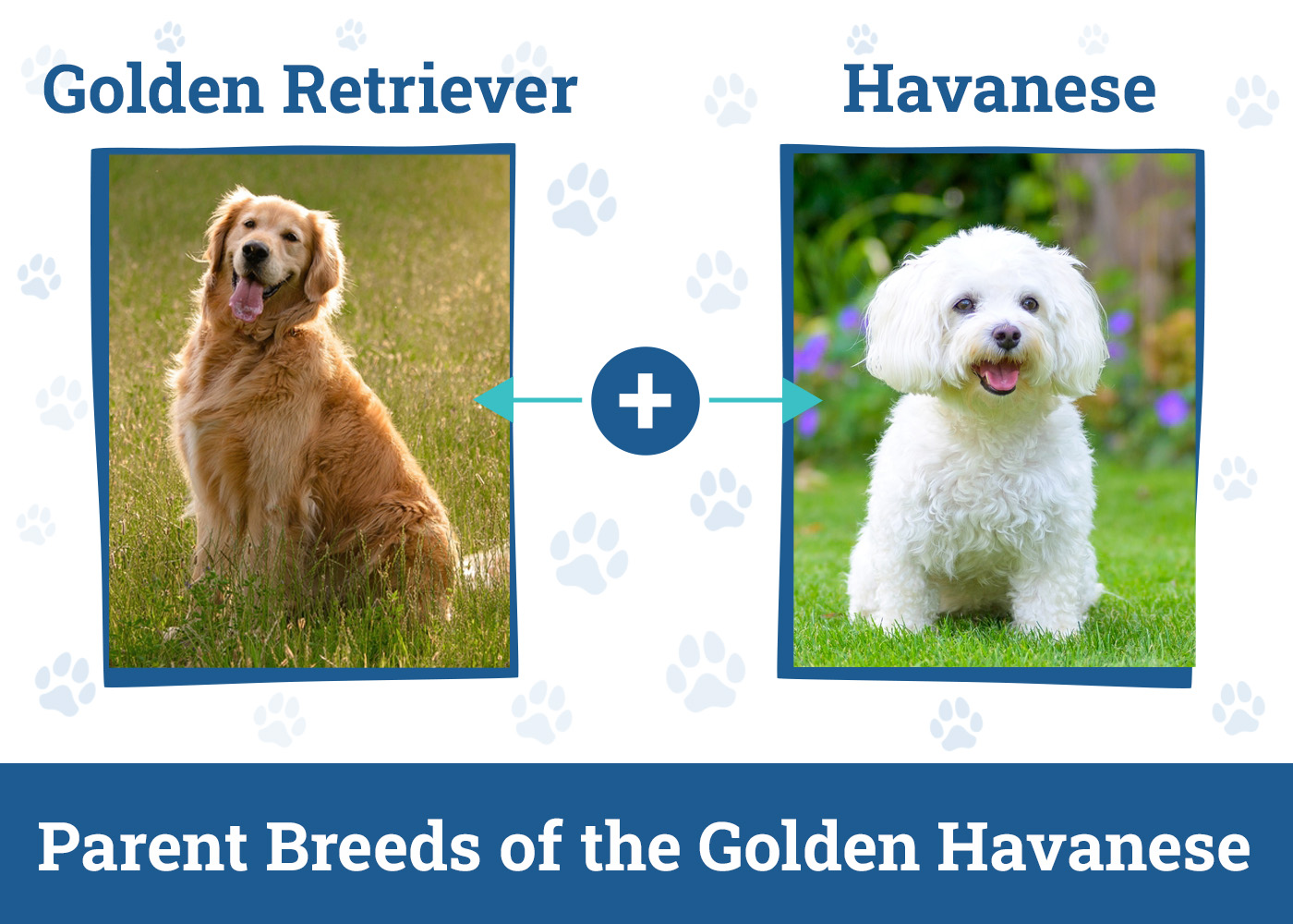 Parent Breeds of the Golden Havanese