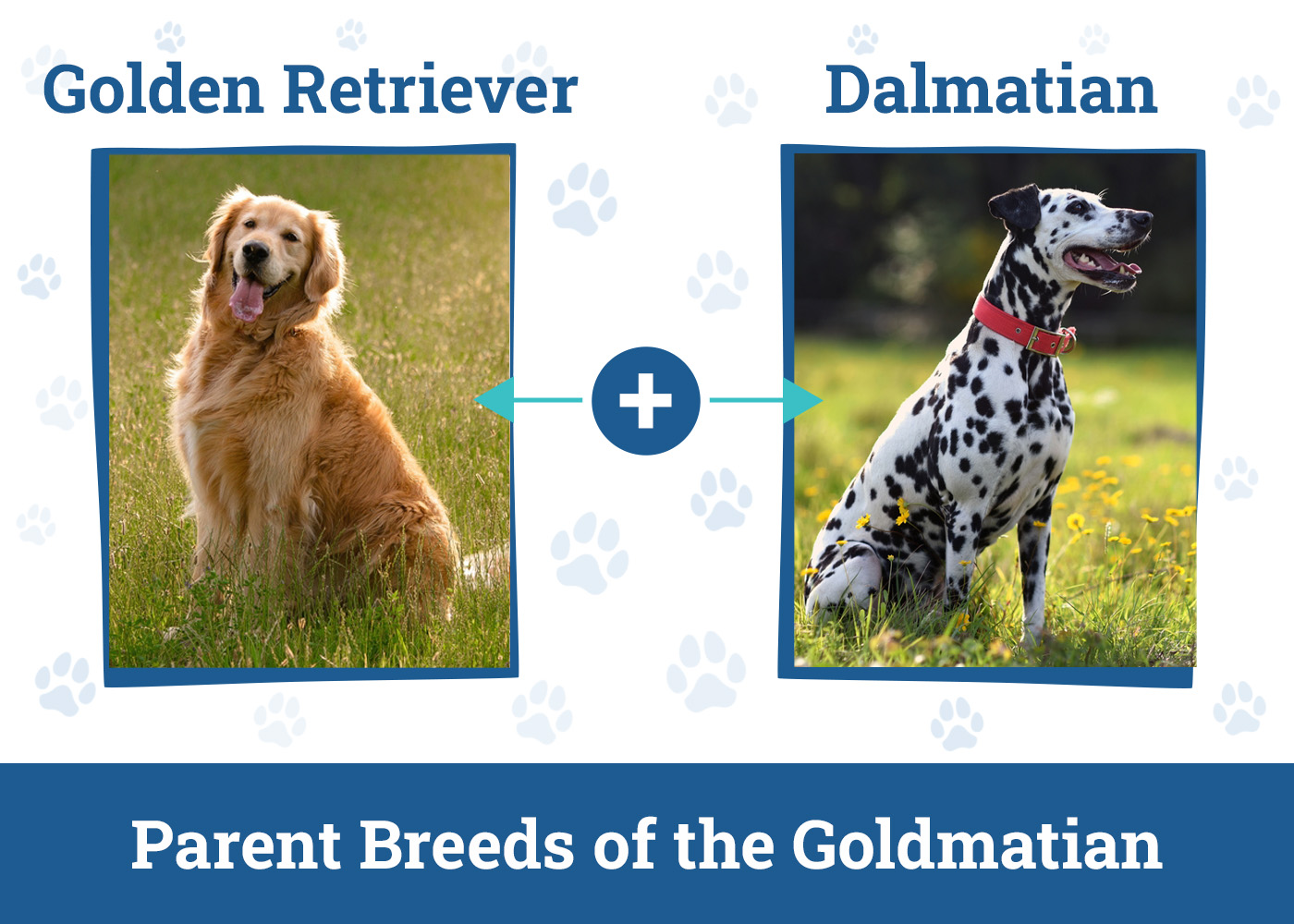 Parent Breeds of the Goldmatian