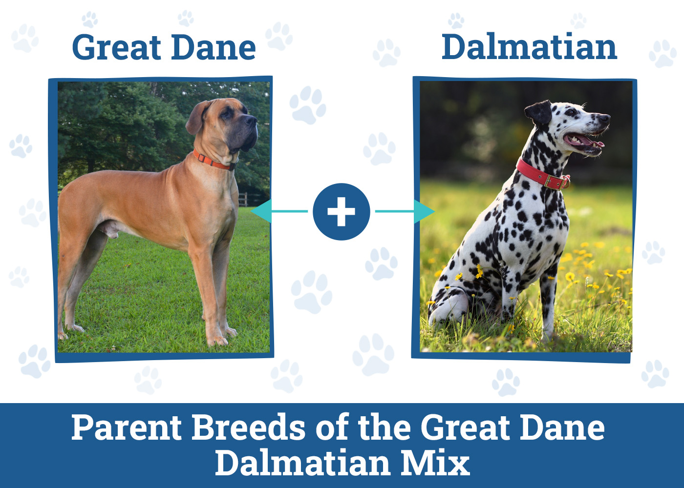 Parent Breeds of the Great Dane Dalmatian Mix