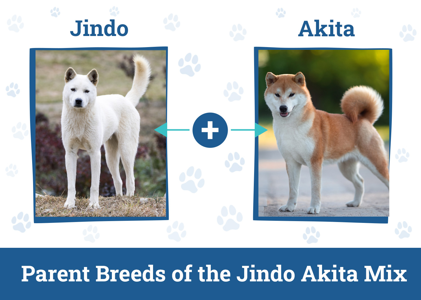 Parent Breeds of the Jindo Akita Mix