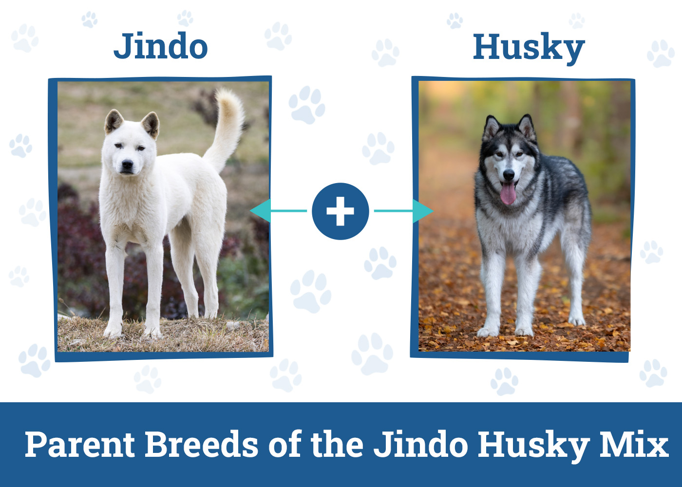 Parent Breeds of the Jindo Husky Mix