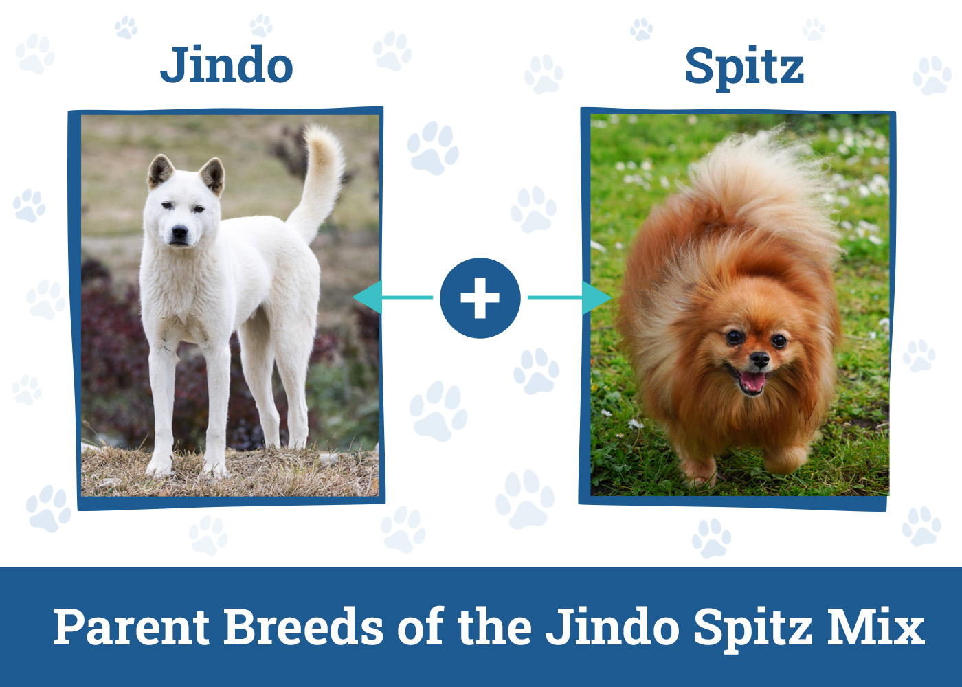 Parent Breeds of the Jindo Spitz Mix