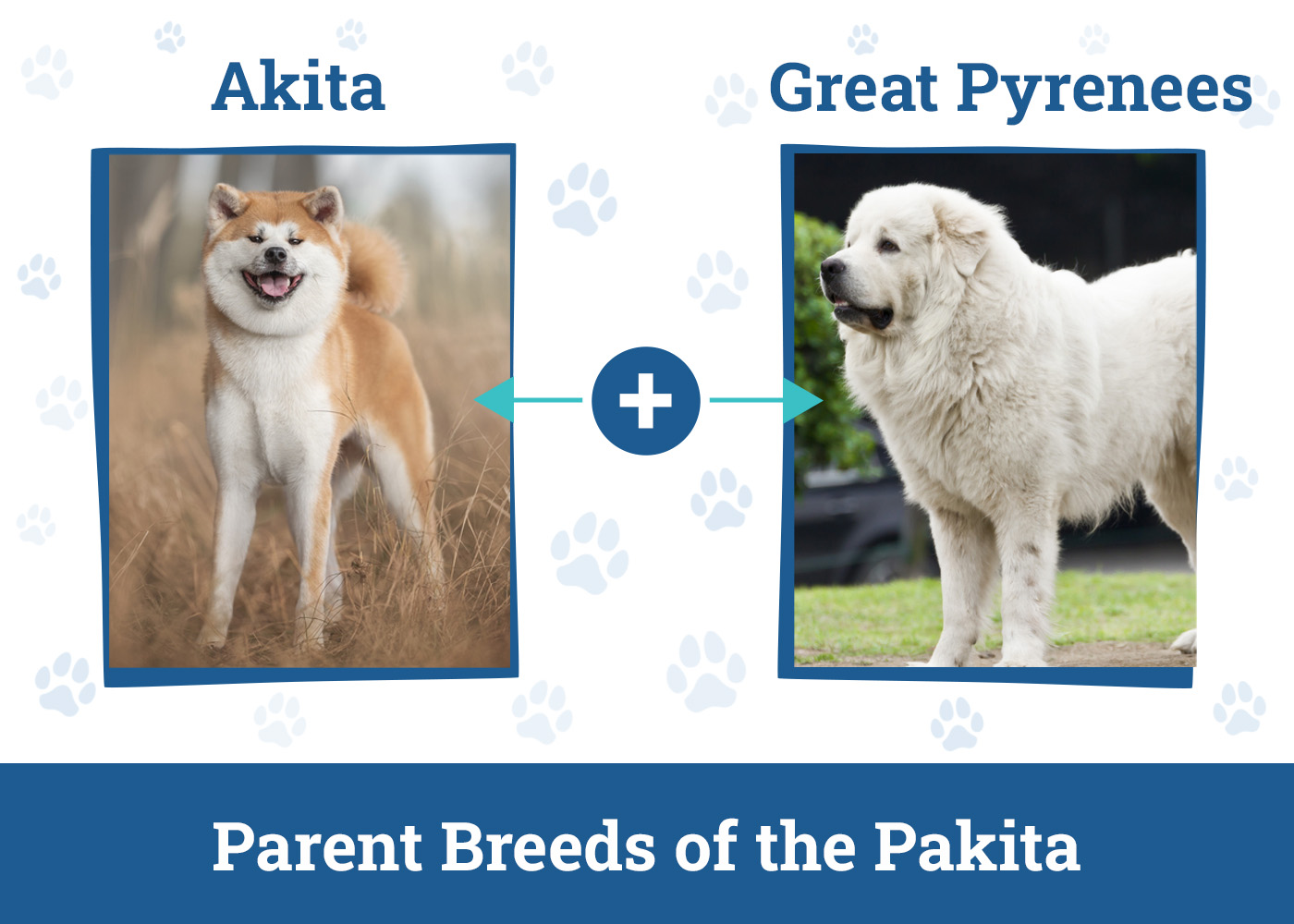 Parent Breeds of the Pakita