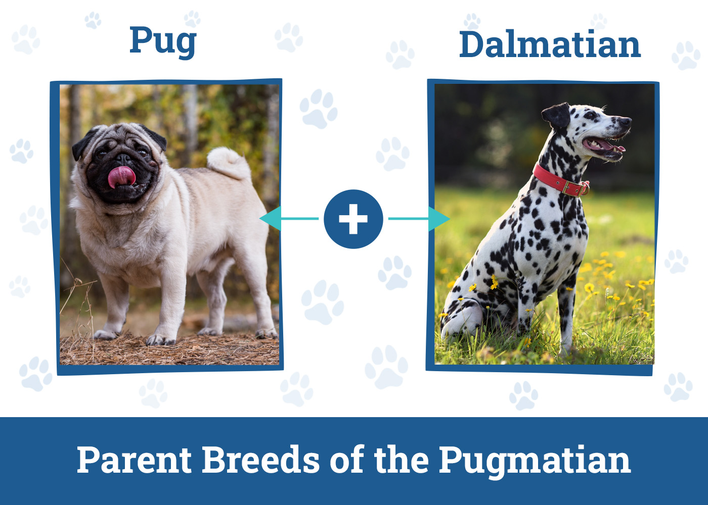 Parent Breeds of the Pugmatian