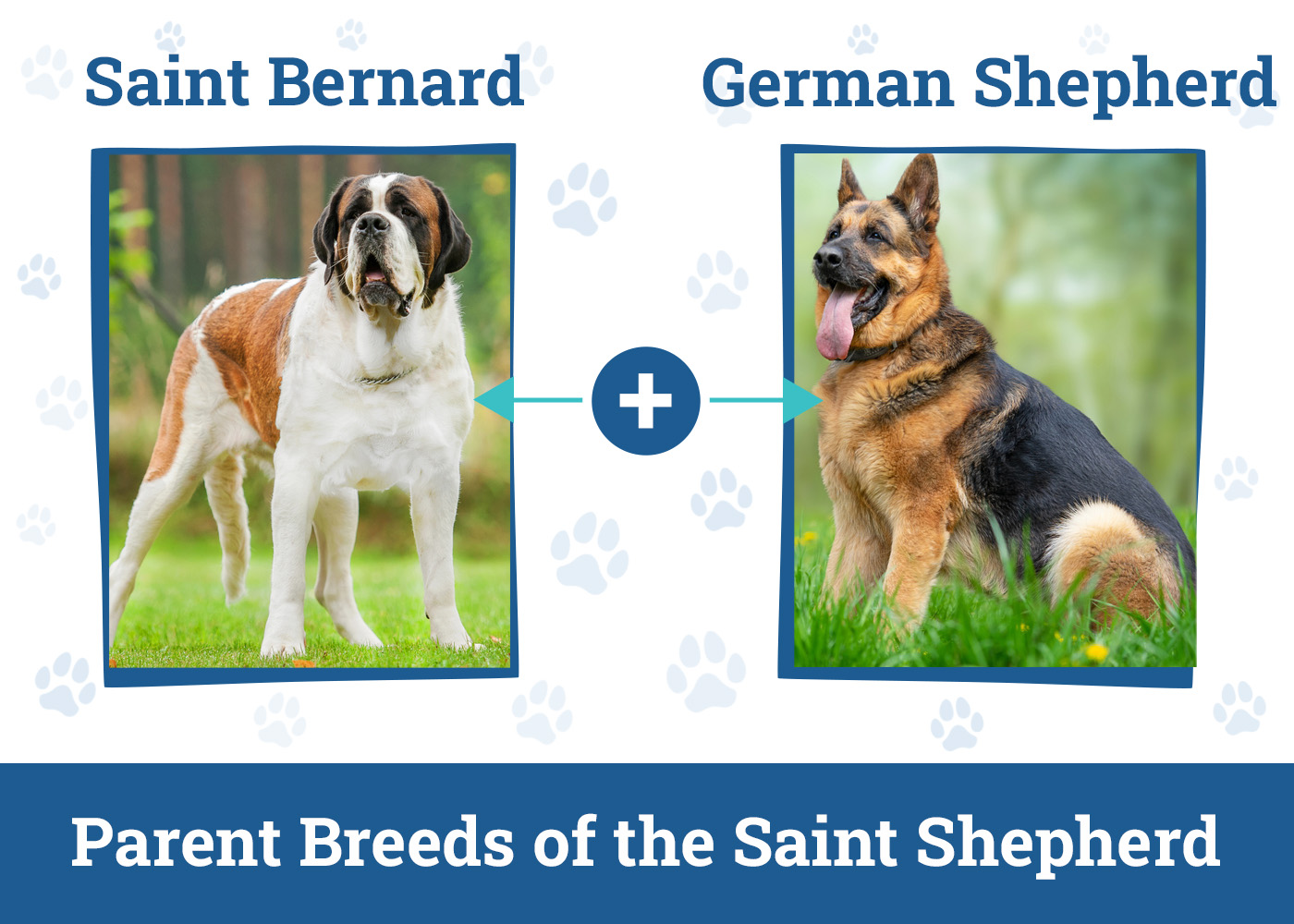 Parent Breeds of the Saint Shepherd
