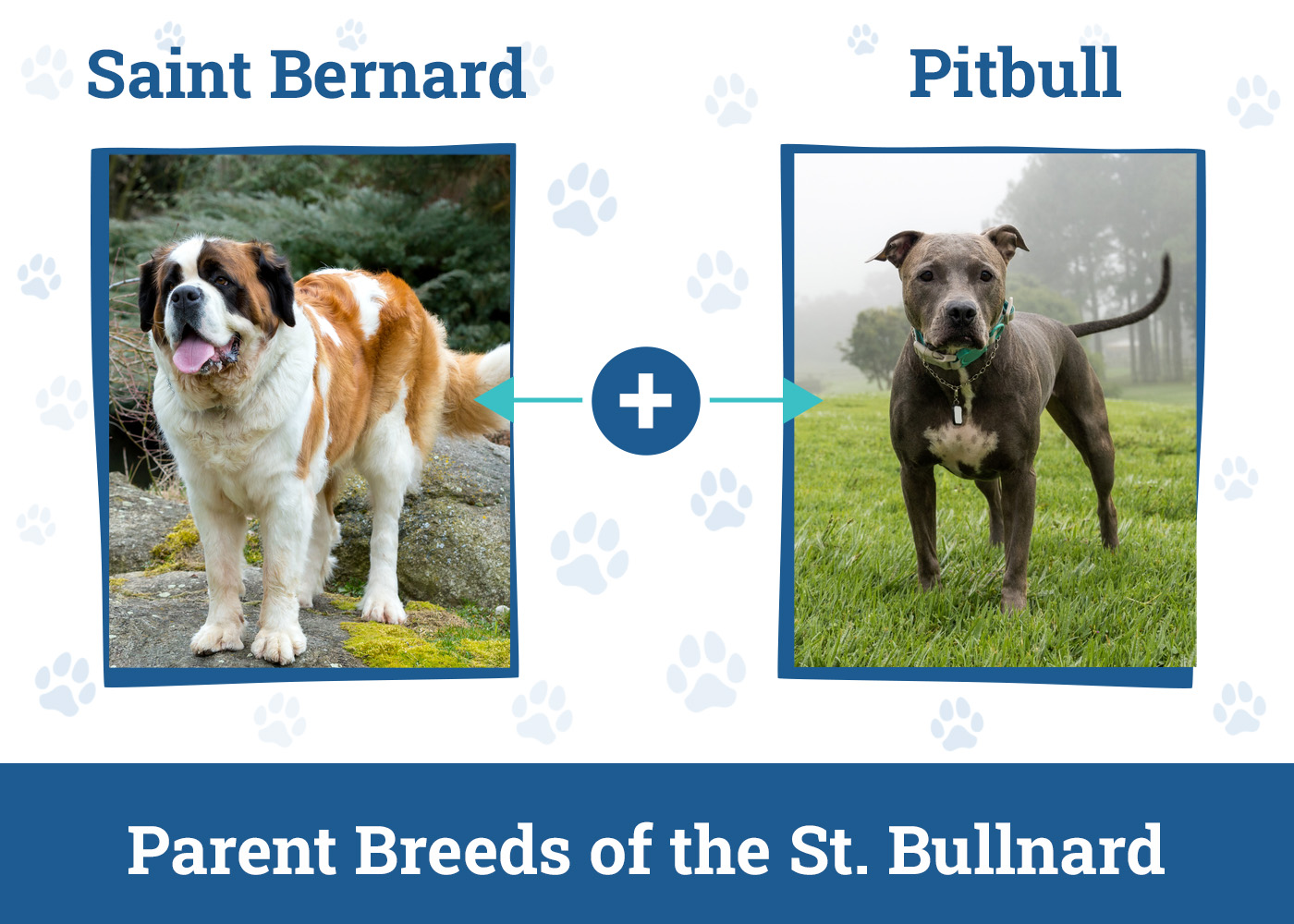 Parent Breeds of the St. Bullnard