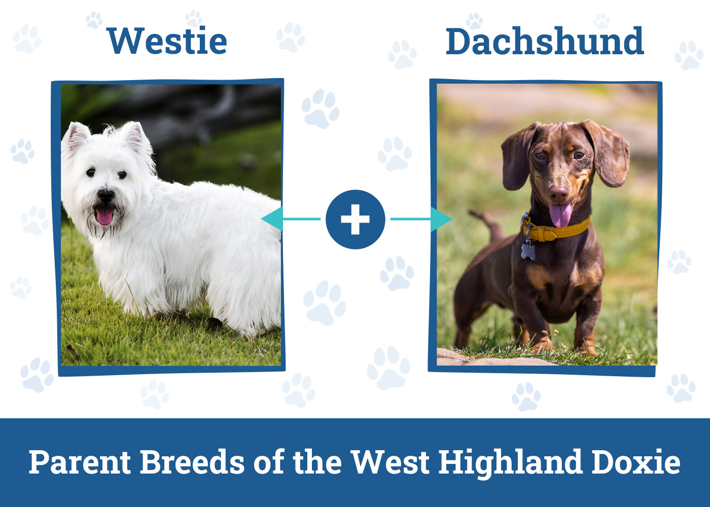 Parent Breeds of the West Highland Doxie