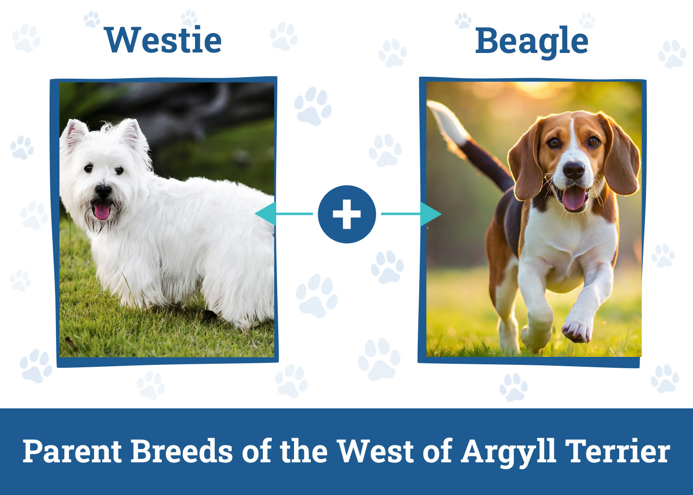 Parent Breeds of the West of Argyll Terrier