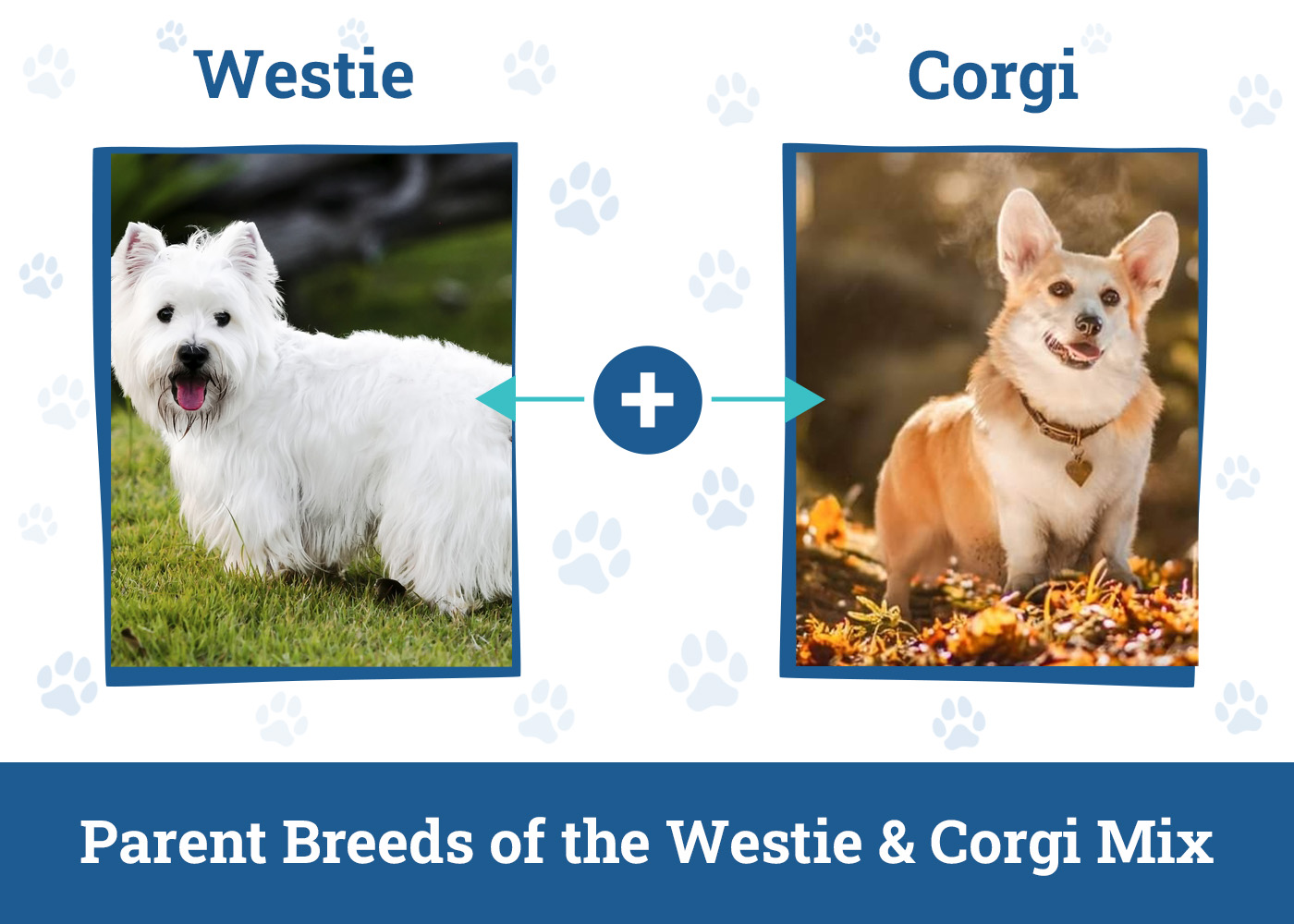 Parent Breeds of the Westie & Corgi Mix