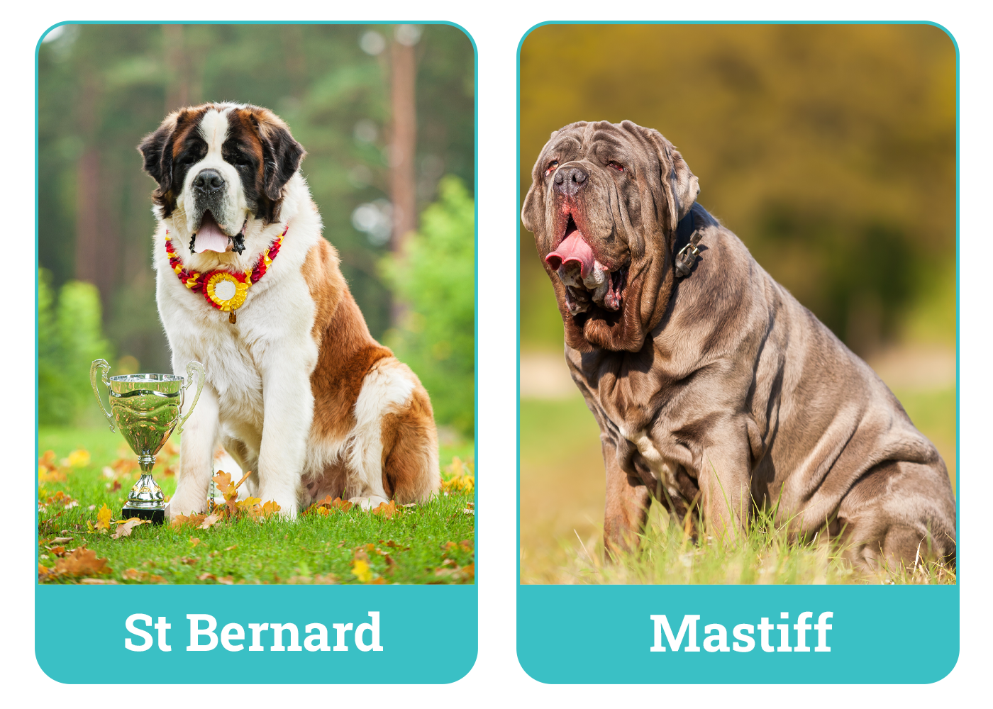St Bernard vs. Mastiff