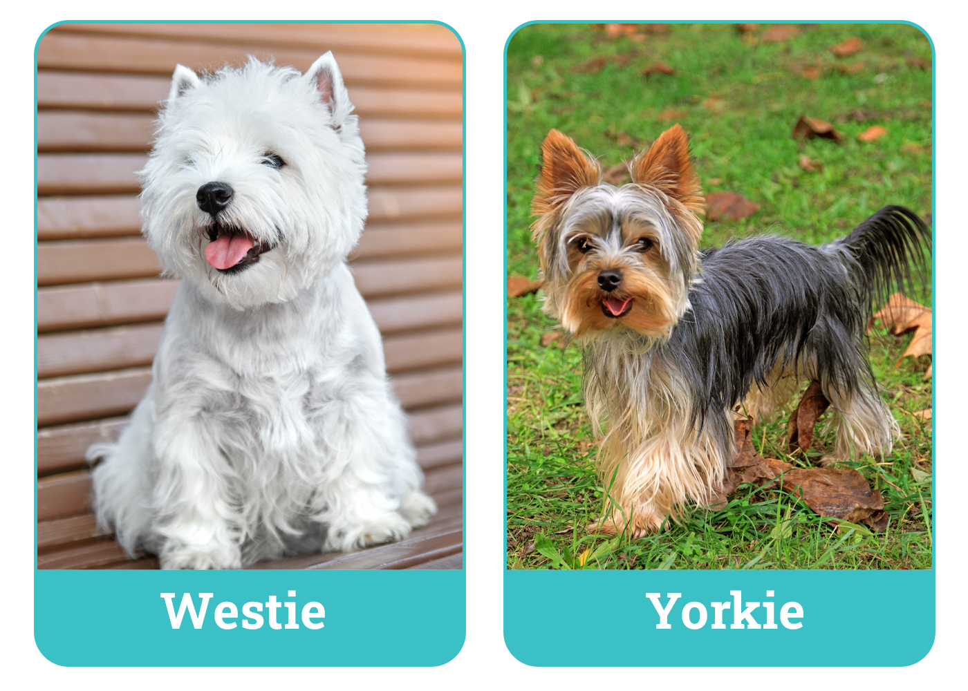 Westie vs Yorkie