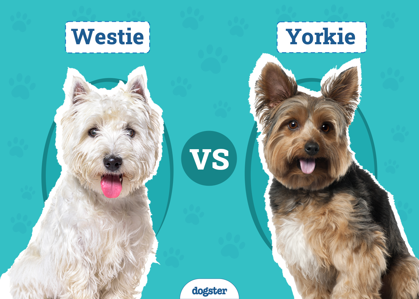 Westie vs Yorkie