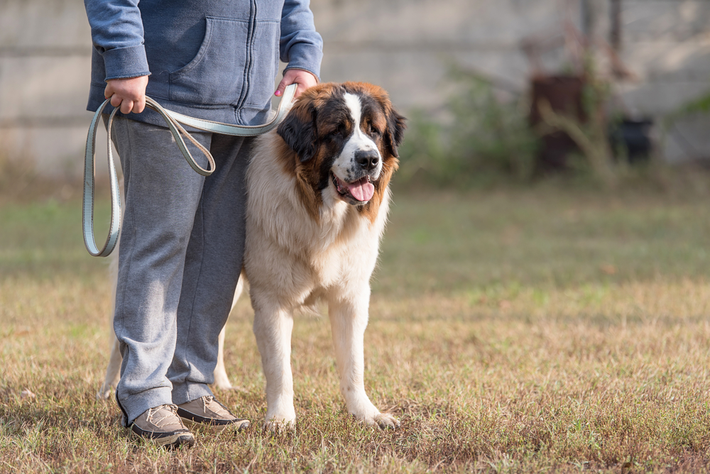 Woman holding a Saint Bernard on a leash