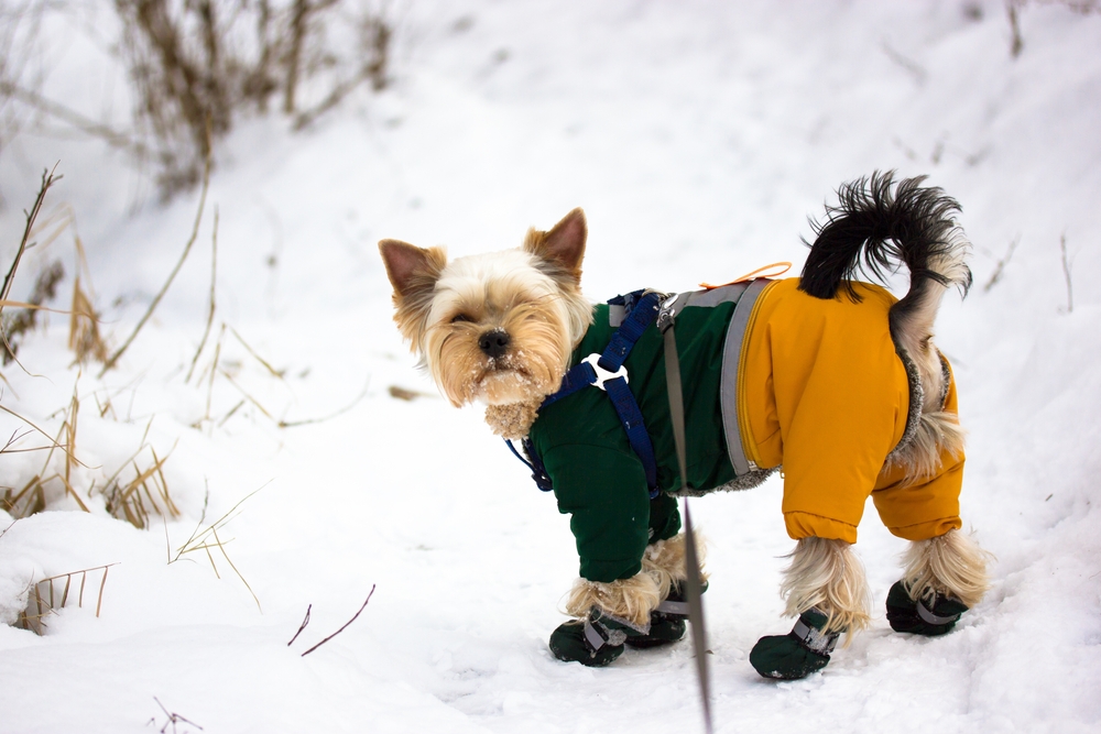 a yorkshire terrier dog wearing jumpsuit and boots walking in snow
