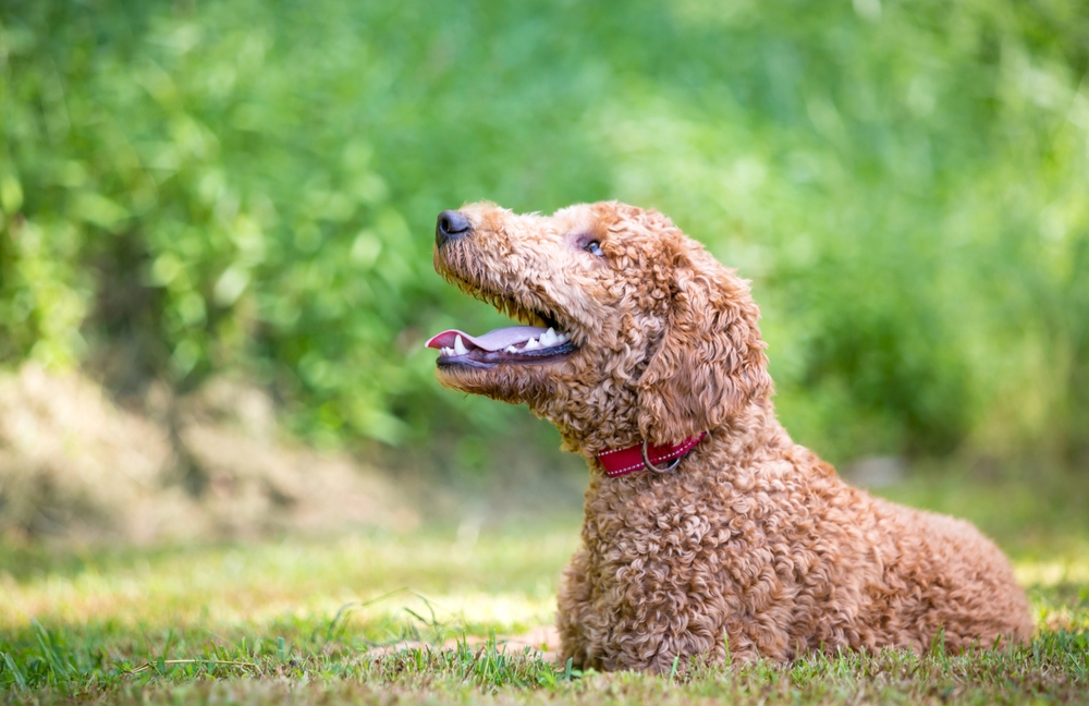 apricot-goldendoodle-sitting-on-a-grass