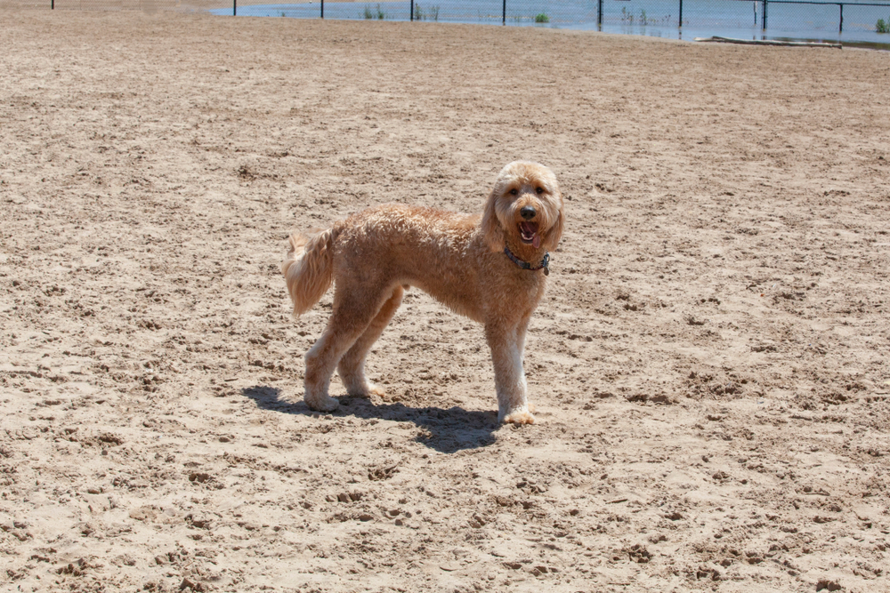 apricot-goldendoodle