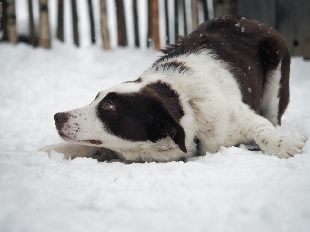 dog scared at snow