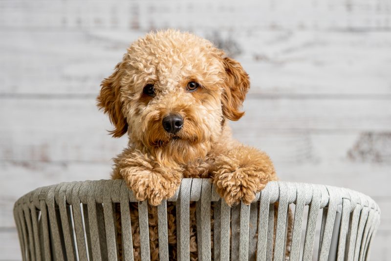 mini goldendoodle puppy dog