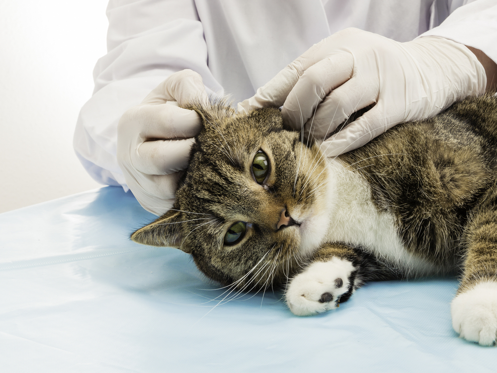 vet wearing gloves checking cat's ear