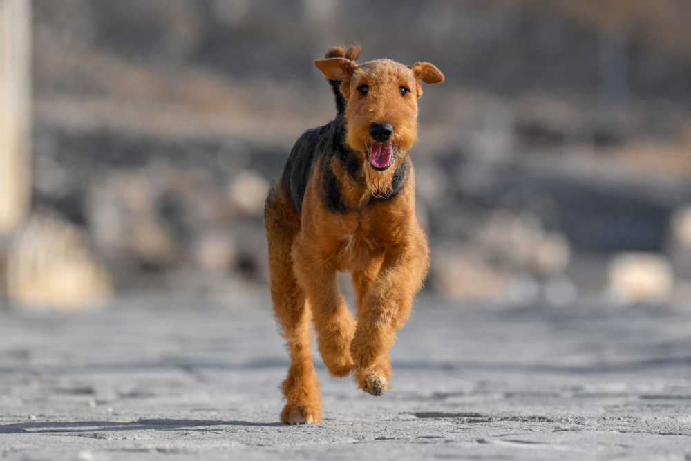 Airedale Terrier dog running outdoor