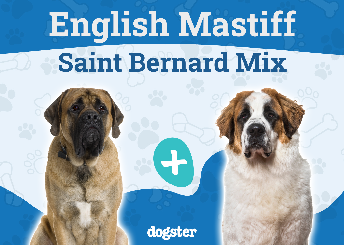 Belgian Mastiff Dog Breed