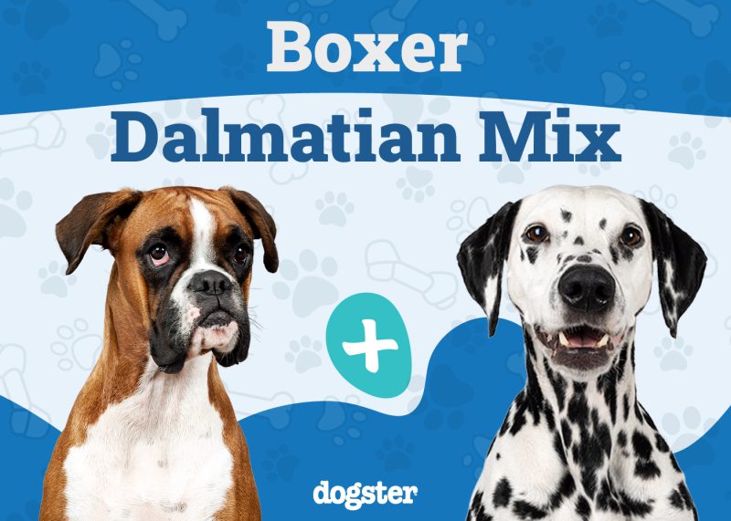 Boxmatian - Boxer Dalmatian Mix