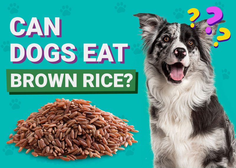 Can Dogs Eat_Brown Rice