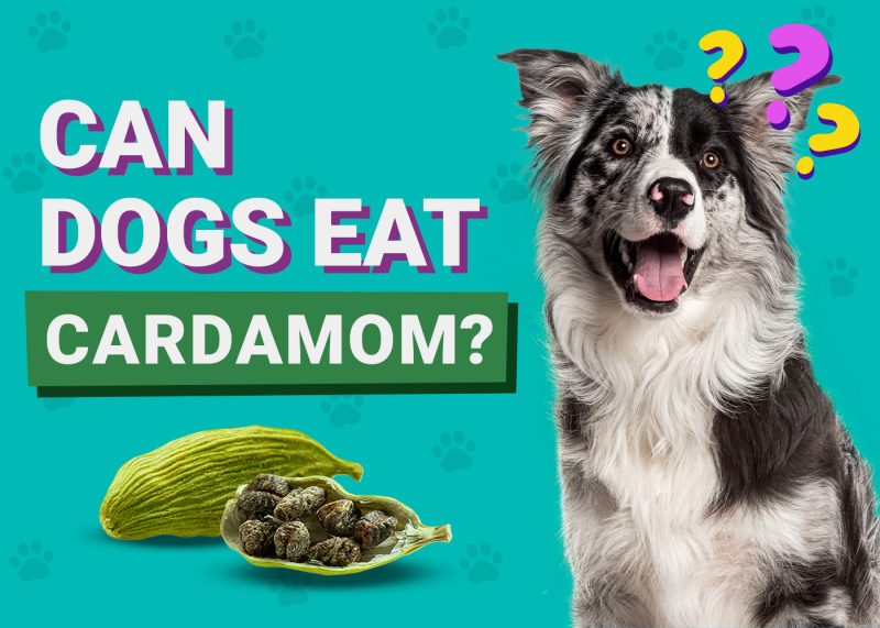 Can Dogs Eat_Cardamom