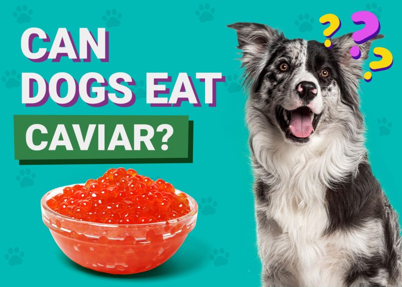 Can Dogs Eat_Cassava