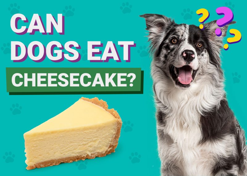 Can Dogs Eat_Cheese Cake