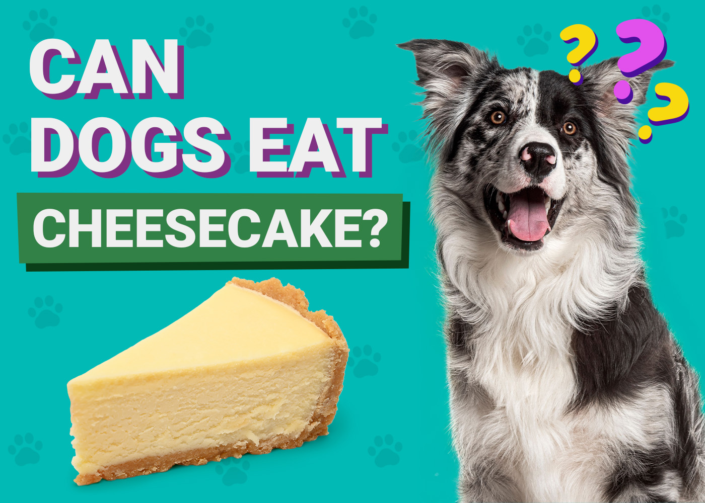 Can Dogs Eat_Cheese Cake