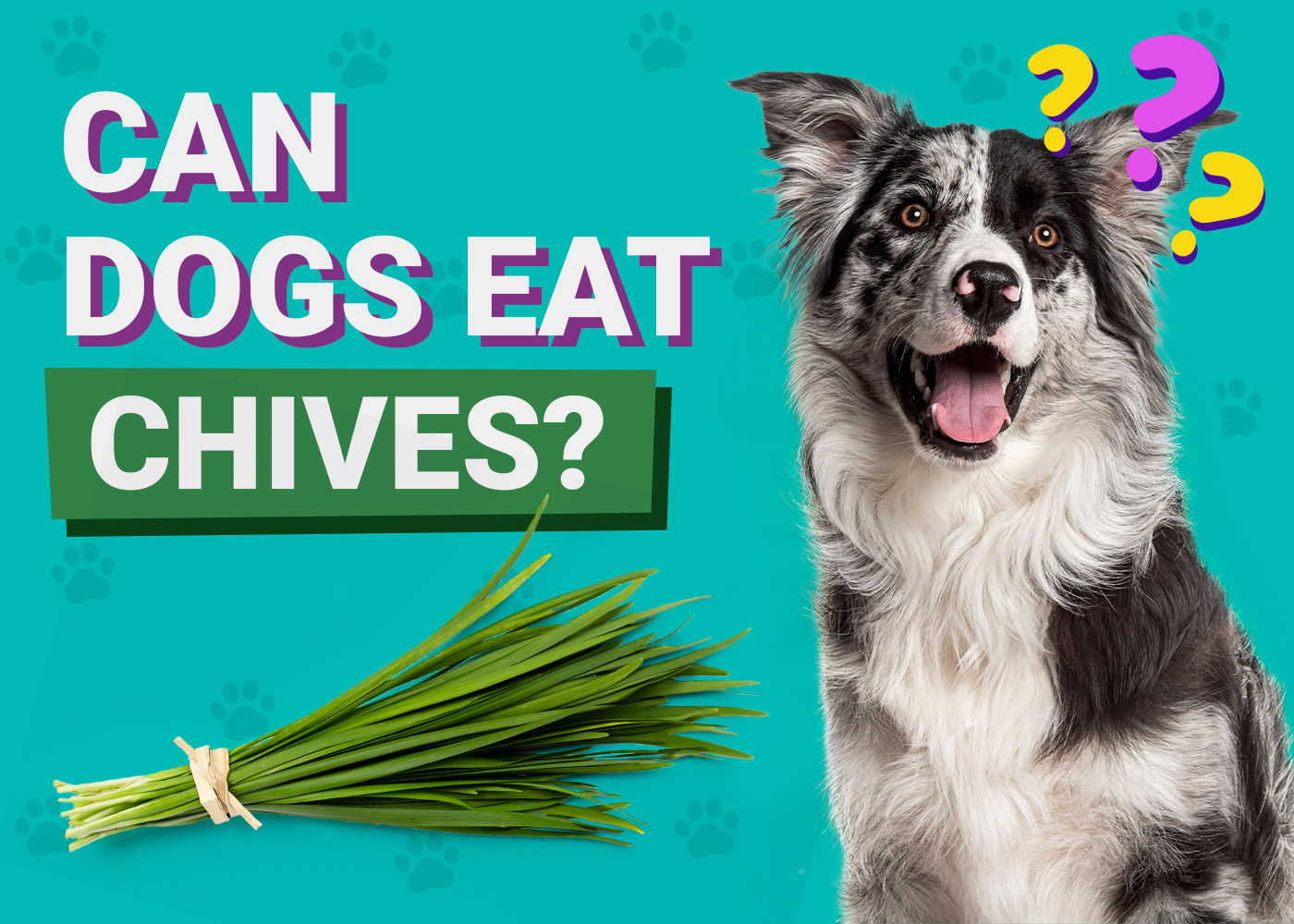 Can Dogs Eat_Chives