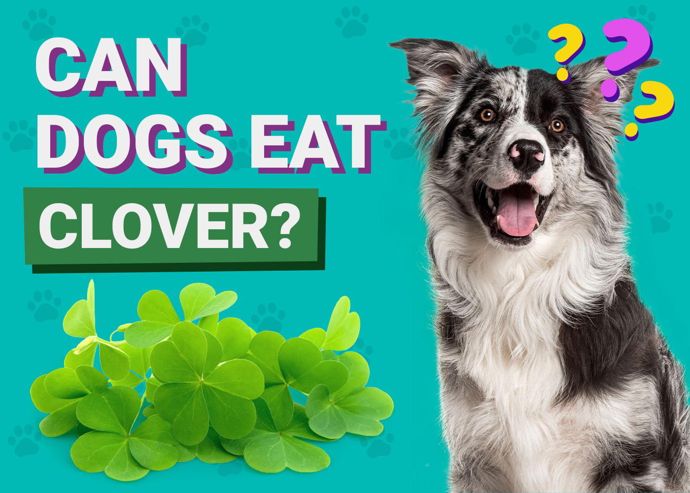 Can Dogs Eat_Clover