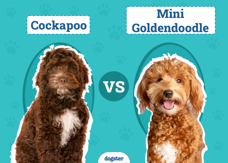 Cockapoo vs Mini Goldendoodle