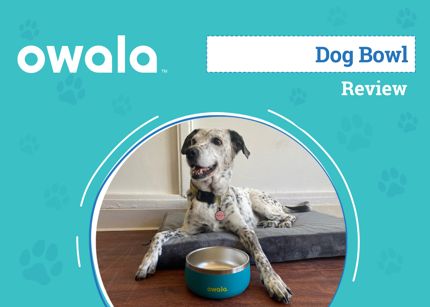 DOG_SAPR_Owala Dog Bowl